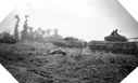 Images : Des chars Churchill appartenant au 31st Tank Battalion