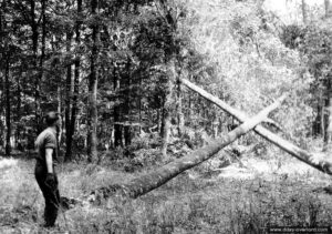 2 août 1944 : le soldat Kempton Perkins appartenant à la 15th Canadian Forestry Company à l’oeuvre dans la forêt de Balleroy près de Montfiquet. Photo : US National Archives