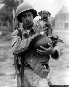 14 juillet 1944 : le première classe Joseph E. Day a adopté un chiot abandonné qu’il a baptisé « Invasion », il le tient dans un casque allemand à Le Dézert. Photo : US National Archives