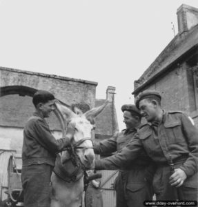 Deux soldats de la 11th Field Company, Royal Canadian Engineers, 2nd Canadian Infantry Division, caressent un âne attelé. Photo : Archives Canada