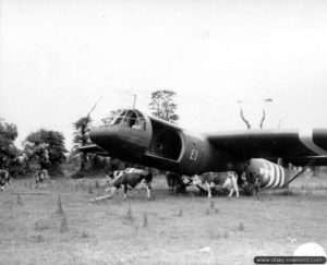 Des vaches normandes réoccupent le champ dans lequel a atterri ce planeur Horsa, dans le secteur de Sainte-Mère-Eglise. Photo : US National Archives