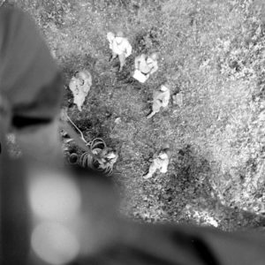 A Cerisy-la-Forêt, des artilleurs de la 2nd (US) Infantry Division utilisent un système de renvoi de cordes pour se hisser à un poste d'observation de fortune installé au sommet d'un arbre. Photo : US National Archives