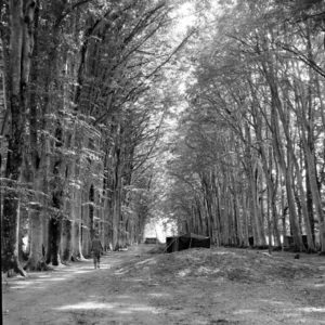 A Cerisy-la-Forêt, des artilleurs de la 2nd Division Artillery ont installé leur bivouac. Photo : US National Archives