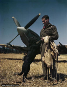 James E. « Johnny » Johnson, commandant la 127 Wing, en compagnie du labrador Sally le 31 juillet 1944 sur l’aérodrome ALG B-02 de Bazenville. Photo : IWM