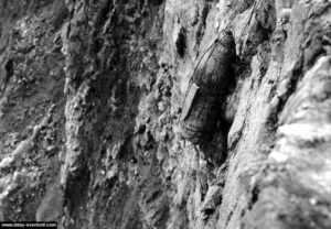 Un obus piégeant les abords de la falaise sur Omaha Beach. Photo : US National Archives