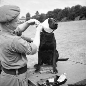 5 juillet 1944 à Bayeux : un sergent du Royal Army Veterinary Corps applique un bandage sur « Jasper », le chien détecteur de mines blessé lors des engagements. Photo : IWM