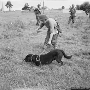 5 juillet 1944 à Bayeux : un sapeur du No. 1 Dog Platoon, 277th Field Park Company, Royal Engineers, avec son chien « Nigger » détecteur de mines dans le secteur de Bayeux. Photo : IWM