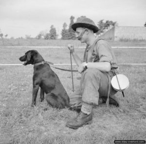 5 juillet 1944 : un sapeur du No. 1 Dog Platoon, 277th Field Park Company, Royal Engineers, avec son chien « Bobs » détecteur de mines dans le secteur de Bayeux. Photo : IWM