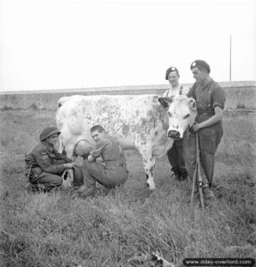 20 juin 1944 : les soldats B. Brueyere, D. J. Briere, W. J. Simpson et H. G. Payne du Queen’s Own Rifles of Canada traient une vache dans le secteur de Bretteville-l’Orgueilleuse. Photo : IWM