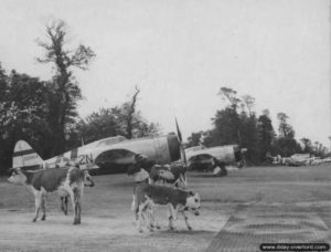 Un P-47D Thunderbolt 42-25904 baptisé "Lethal Liz II" et appartenant au 81 Fighter Squadron du 50 Fighter Group (codé 2N-U) sur l'aérodrome américain ALG A-6 situé à proximité de La Londe. Photo : US National Archives