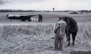 Un élément de la 6th Airborne sur la Landing Zone « N » avec un cheval à Ranville. Photo : IWM