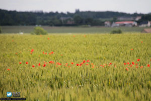 70ème anniversaire du débarquement de Normandie – Ranville – Photos des commémorations 2014. Photo : D-Day Overlord