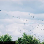 Parachutage à La Fière - Commémorations 2004 - Photos du 60ème anniversaire du débarquement et de la bataille de Normandie. Photo : D-Day Overlord